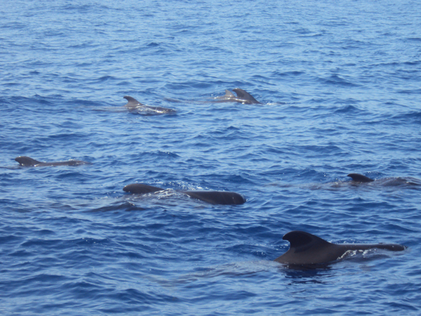 Baleine Tenerife Canaries - Mes Souvenirs de Voyage