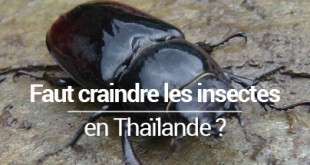 Faut-il craindre les insectes en Thaïlande blog voyage