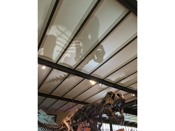 Dinosaure musée Histoire Naturelle Bruxelles