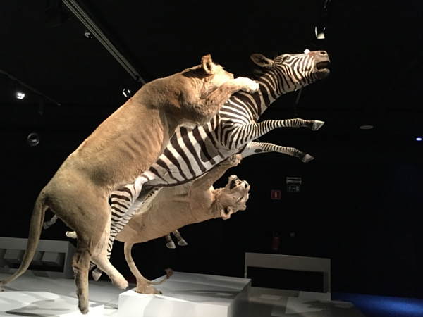 exposition temporaire musée histoire naturelle bruxelles