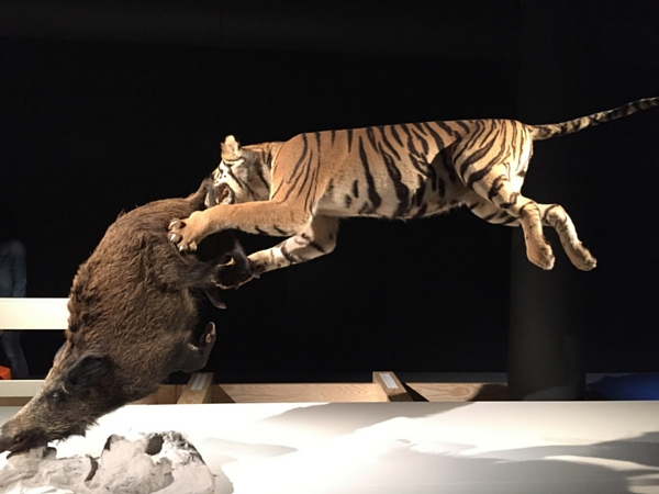 musée histoire naturelle exposition temporaire