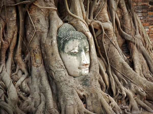 Wat Phra Mahathat tête coincée dans un arbre visiter Ayutthaya