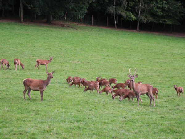 biche-du-domaine-de-han grottes de Han