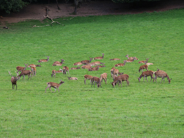 cerf-et-biches-du-domaine-de-han