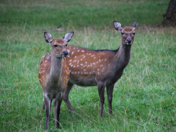 cerfs-sika