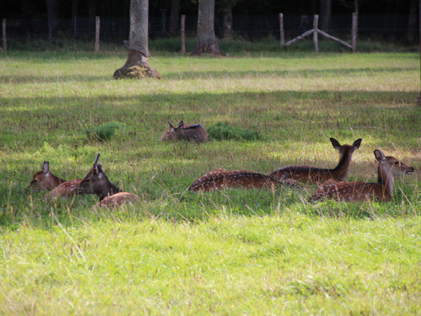 cerfs-sika-grottes-de-han