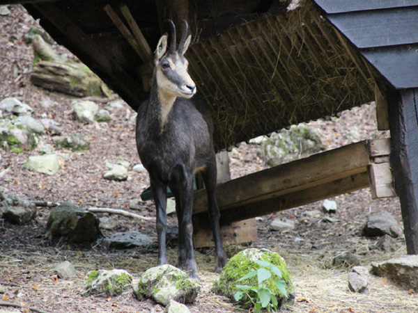 chamois-domaine-de-han