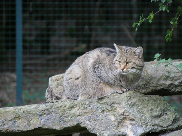 chat-sauvage-grotte-de-han grottes de Han