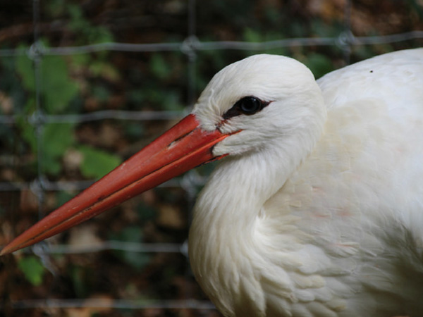 cigogne-domaine-de-han