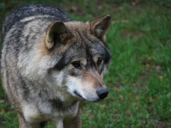 domaine-de-han-loup