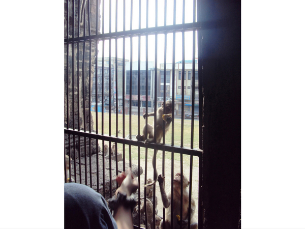 etre-en-cage-devant-les-singes-a-lopburi