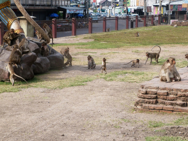 lopburi-envahie-par-les-singes-thailande