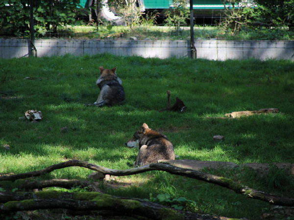 loups-grottes-de-han grottes de Han