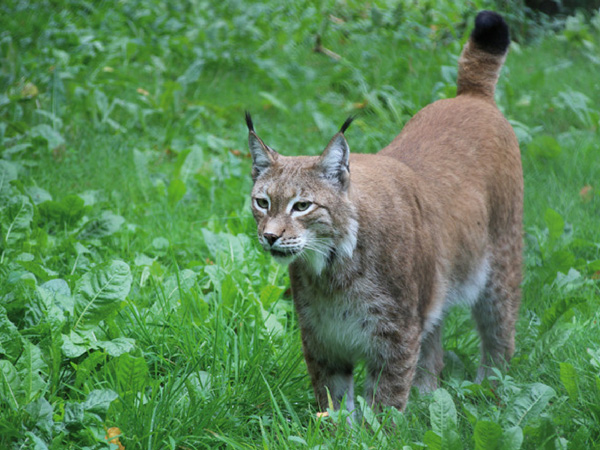 lynx-grottes-de-han grottes de Han