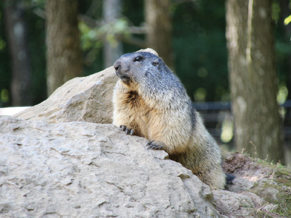 marmotte-domaine-de-han grottes de Han