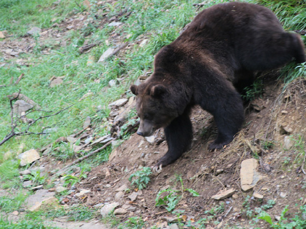 ours-domaine-de-han grottes de Han