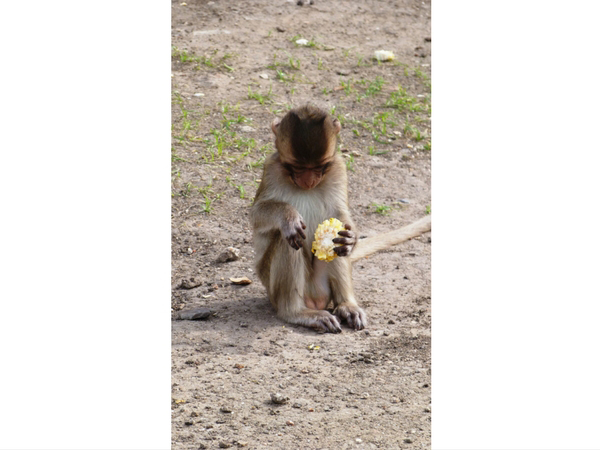 petit-singe-lopburi