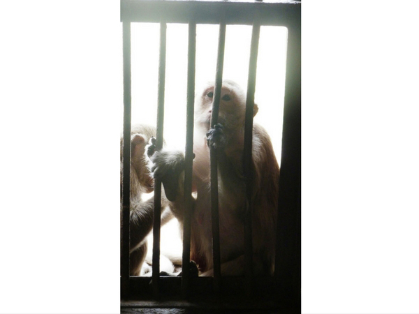 singe-en-cage-lopburi