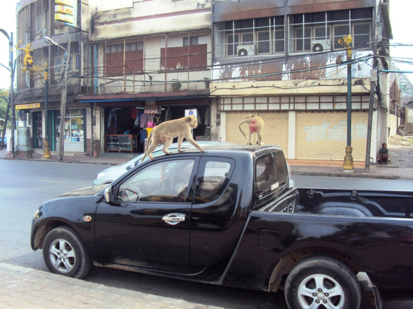 singes-de-lopburi