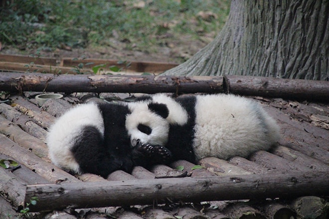 Bebe Panda Geant Chengdu Chine