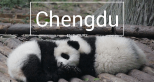 Chengdu Chine Pandas