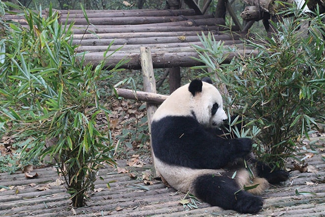 Panda Chengdu Chine