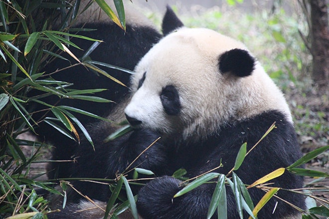 Panda Geant Chengdu Chine