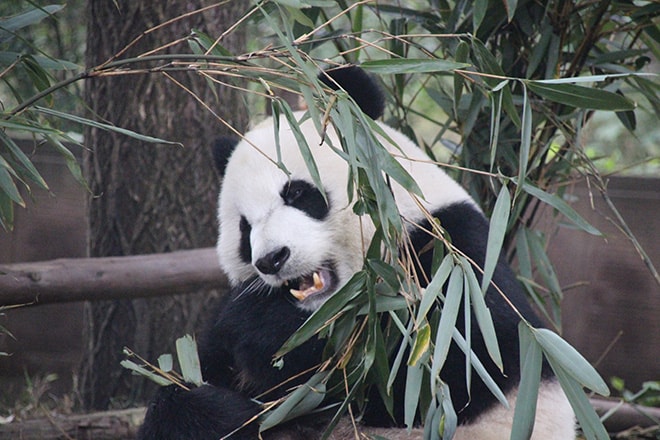 Panda Geant Chengdu