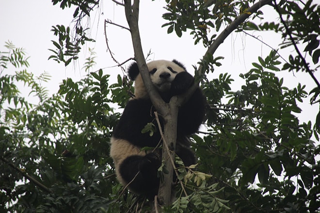 Panda Geant posé Chengdu Chine