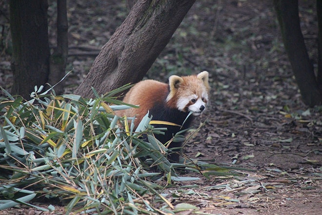 Panda Roux Chengdu