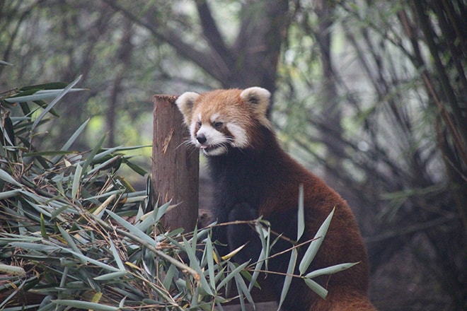 Panda Roux espiègle Chengdu Chine