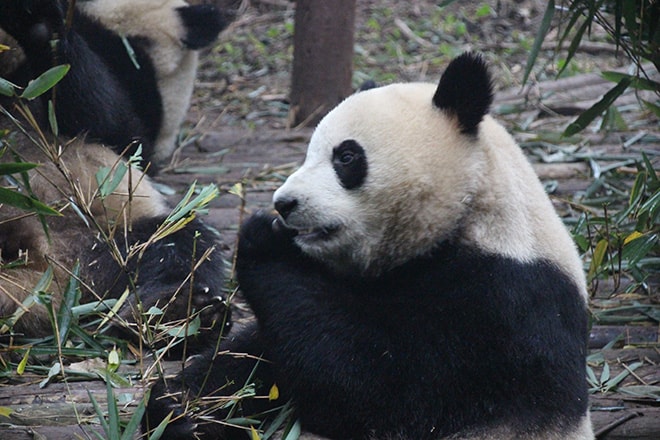 Panda se nourrit Chengdu Chine