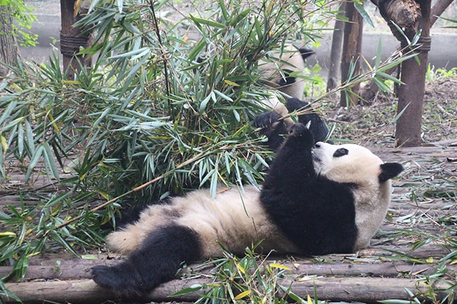 Petit déjeuner Panda Geant Chengdu Chine.jpg