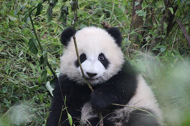 jeune Panda Geant Chengdu Chine