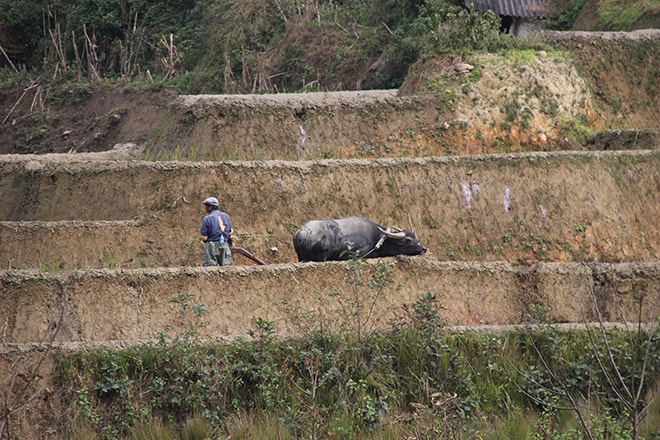 travail des rizieres Yuanyang Chine