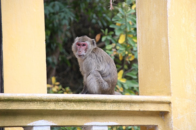 Monkey Island Cat Ba Baie d'Halong Vietnam