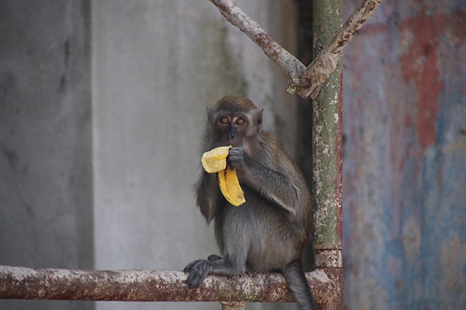 Singe de Batu Caves Kuala Lumpur-min