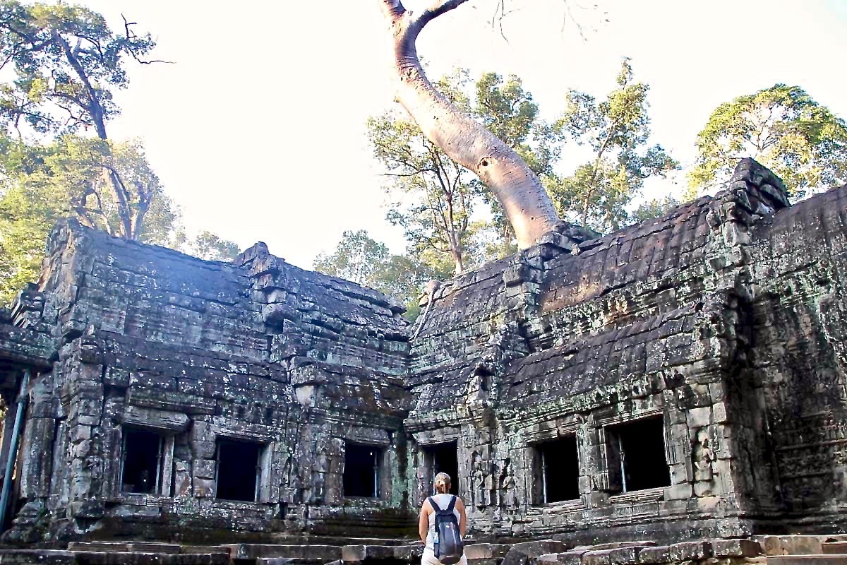 Elo arbre Temples Angkor Cambodge