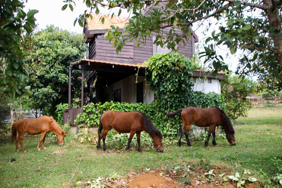 Hotel Sen Monorom Mondulkiri Chevaux