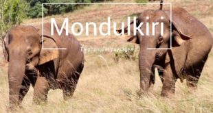 Mondulkiri elephants sen monorom cambodge