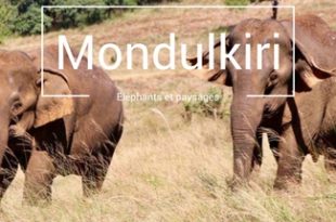 Mondulkiri elephants sen monorom cambodge