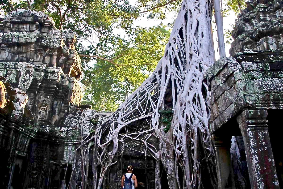 Nature Ta Phrom Temples Angkor Cambodge