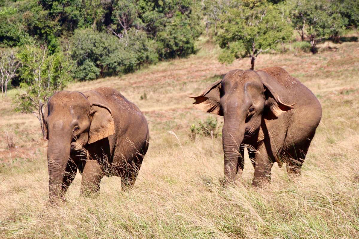 arrivee elephants Sen Monorom Mondulkiri