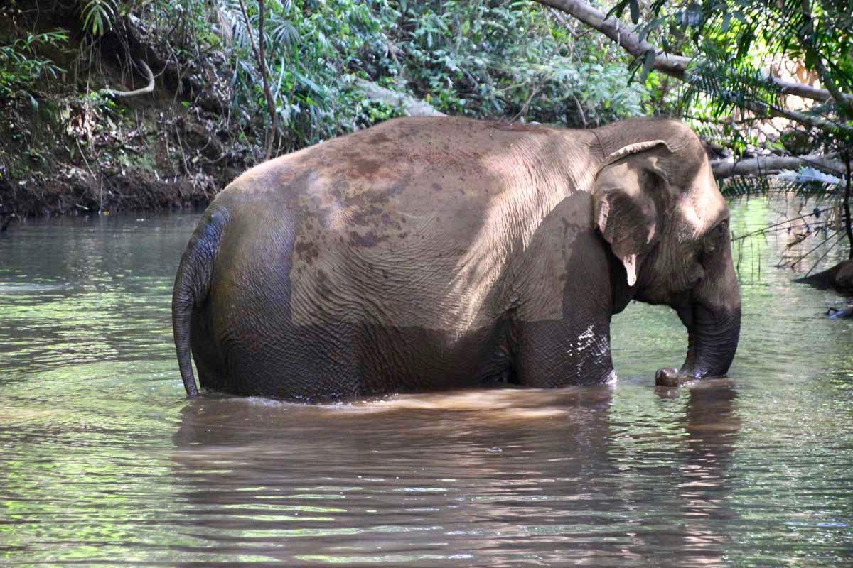 bain elephant Sen Monorom Mondulkiri