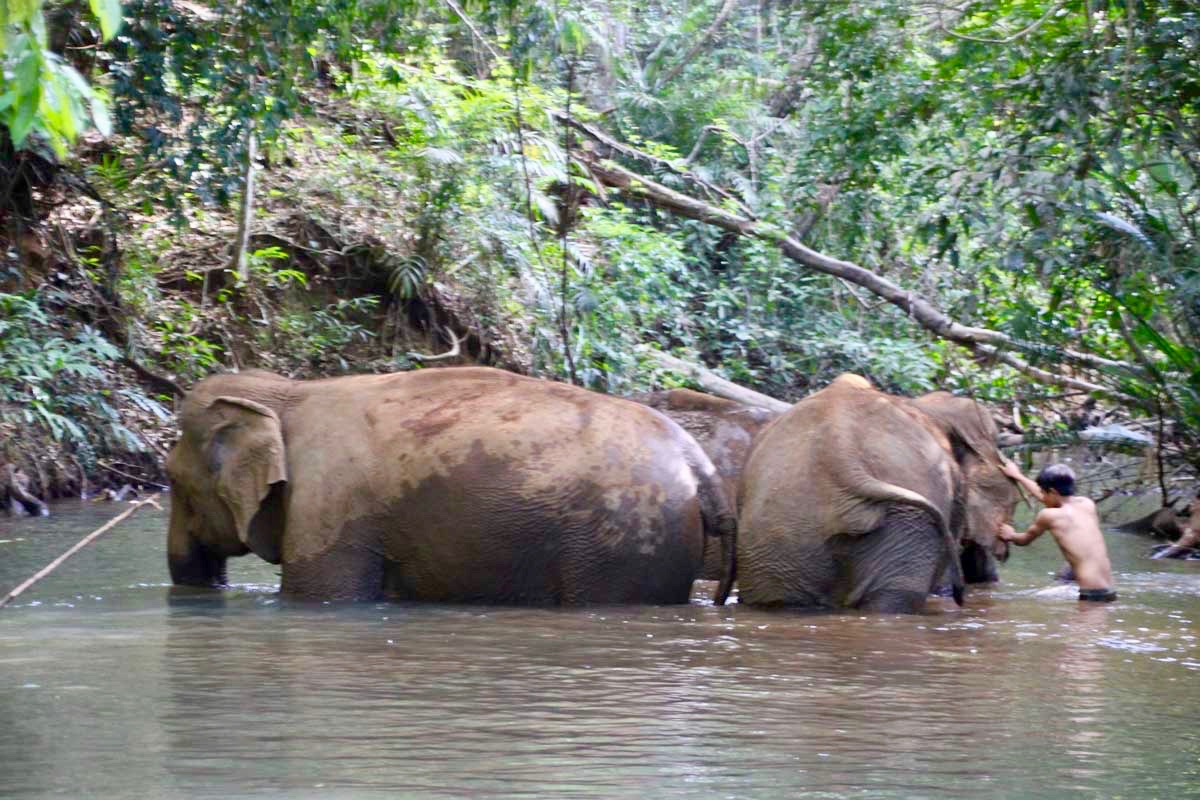 bain elephants Sen Monorom Mondulkiri