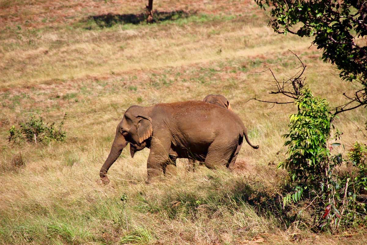 elephant Sen Monorom Mondulkiri