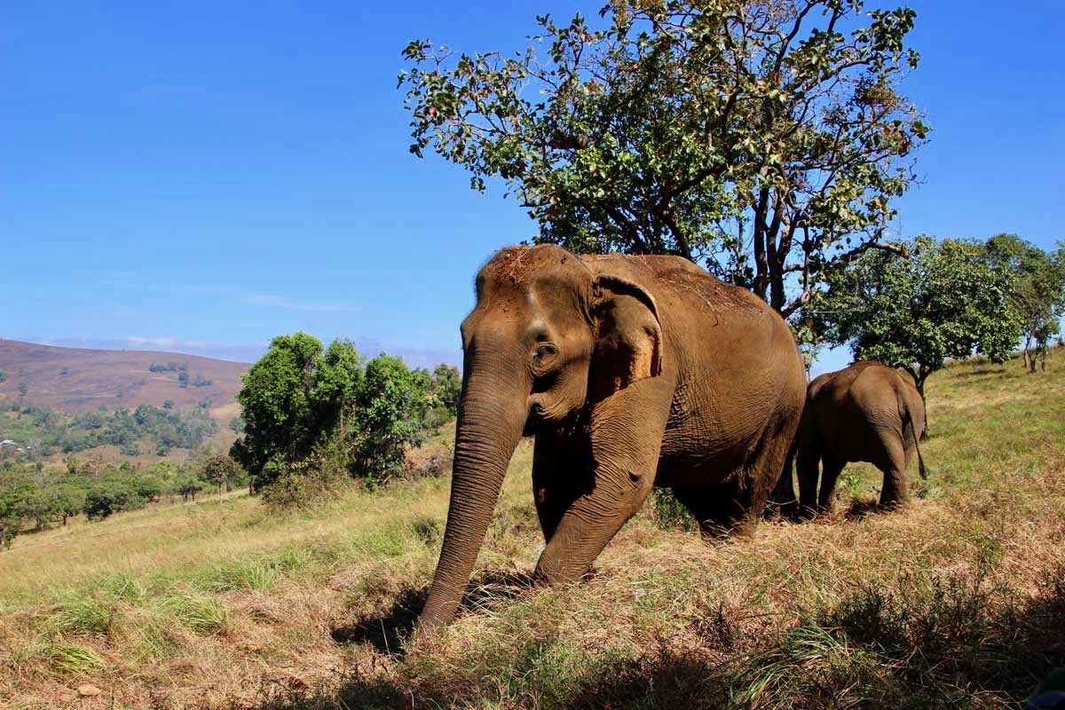 elephant approche Sen Monorom Mondulkiri