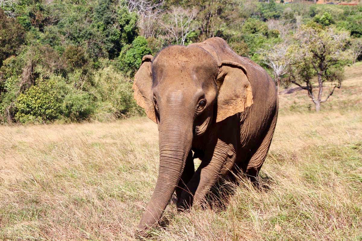 elephant de pres Sen Monorom Mondulkiri