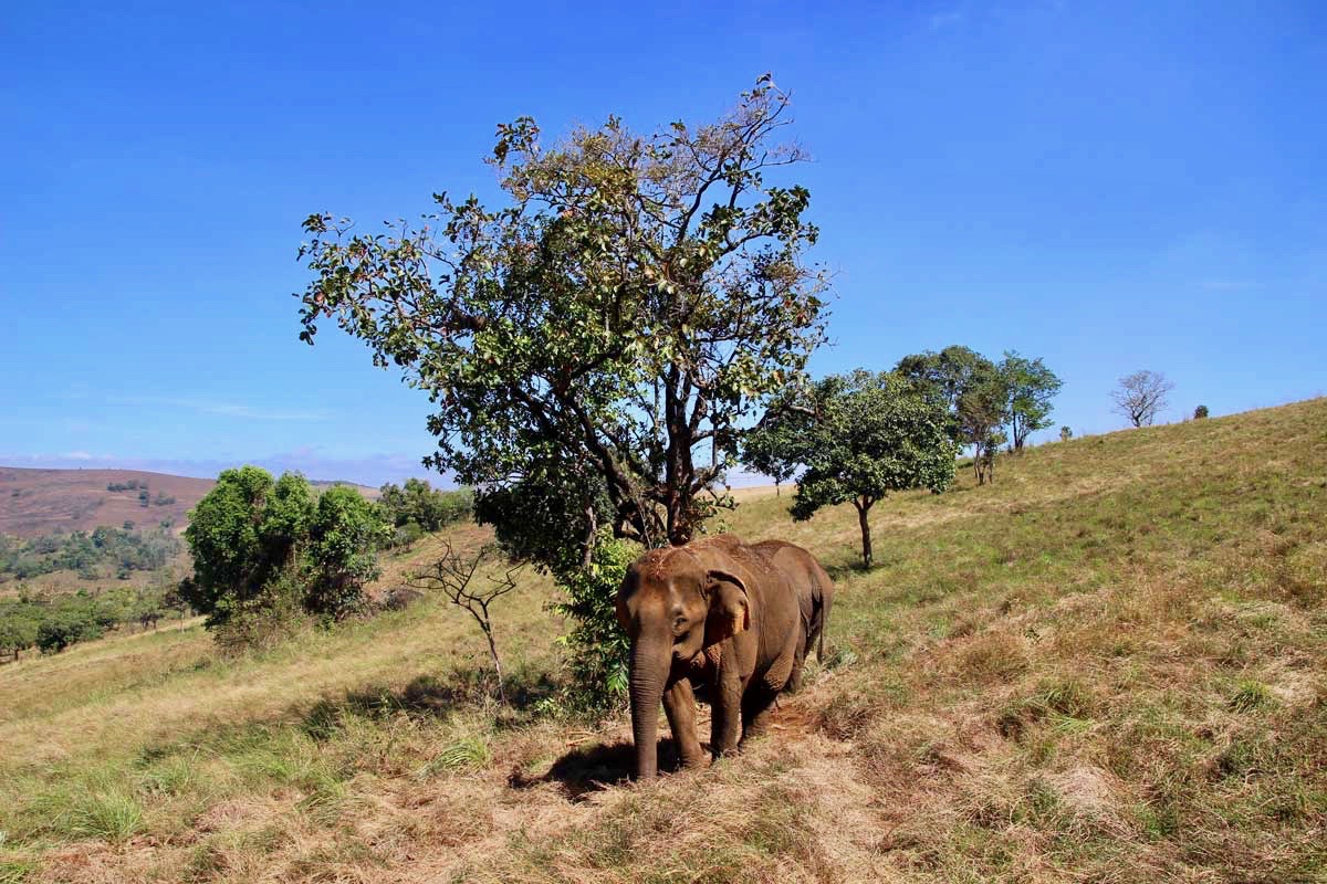 elephants de loin Sen Monorom Mondulkiri