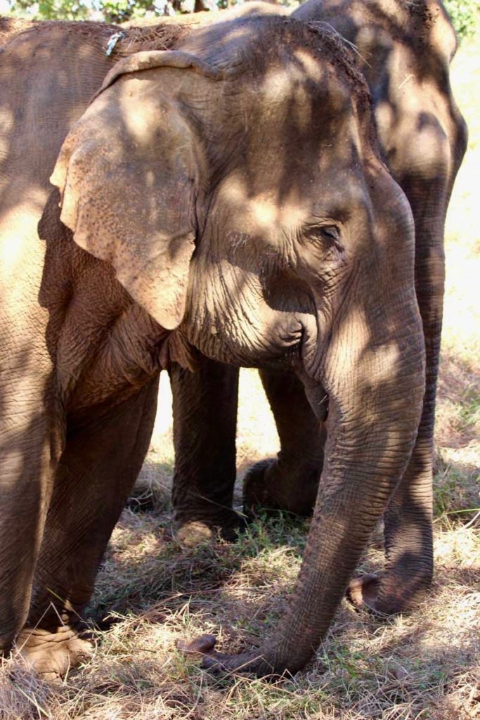 elephants mangent Sen Monorom Mondulkiri